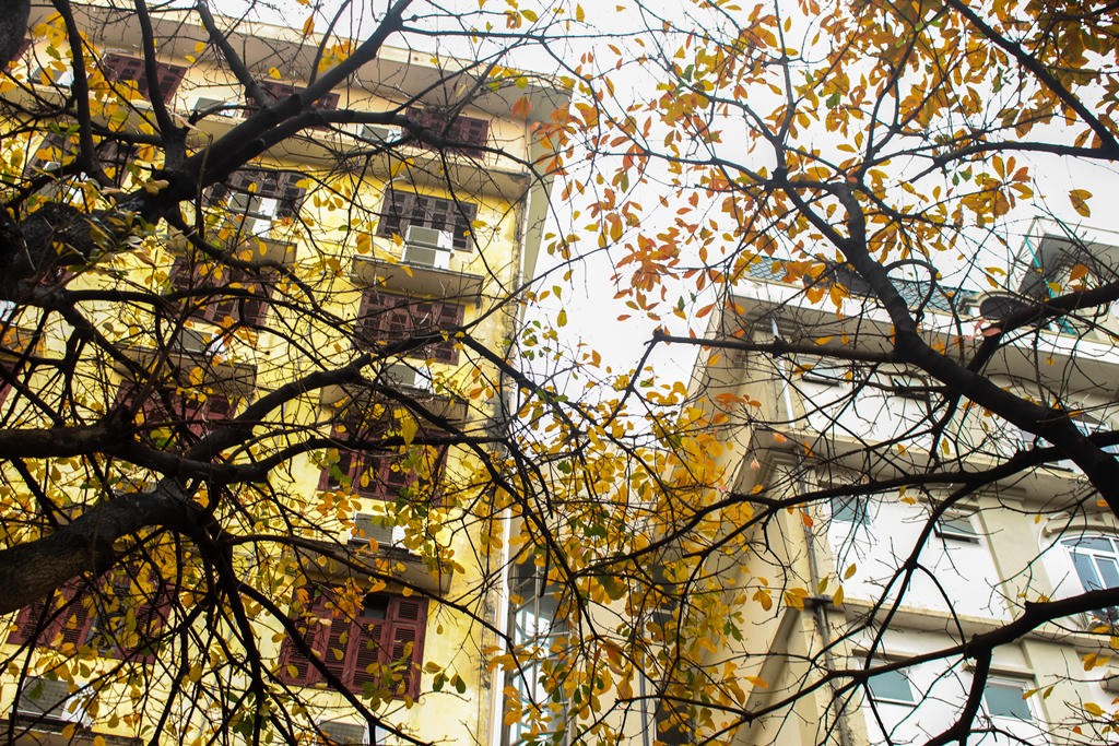 Giới trẻ nô nức check-in con đường lá vàng khuôn viên ĐH Sư Phạm